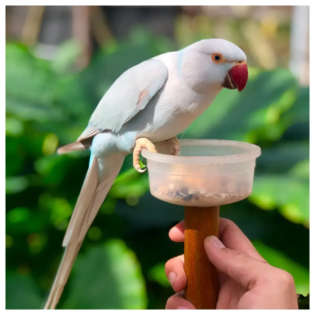 Colorful bird at Bird Park SXM in St. Martin showcasing exotic wildlife, family-friendly attractions, and educational experiences near Philipsburg.