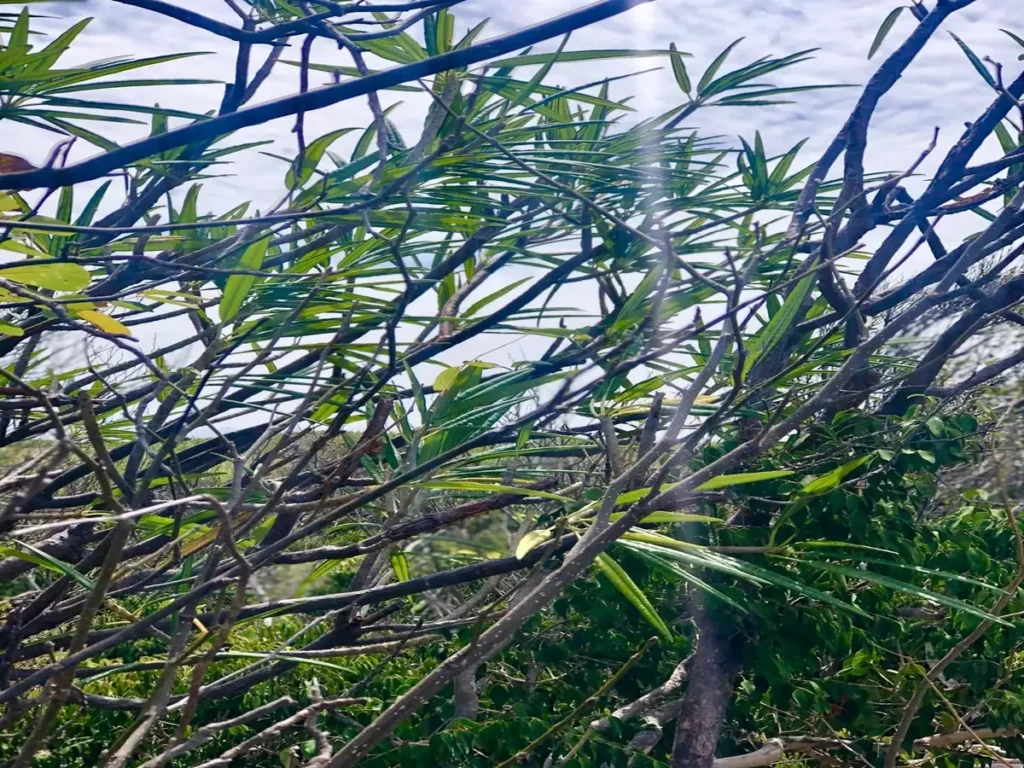 Tropical Nature Hiking Trail Tintamarre Island